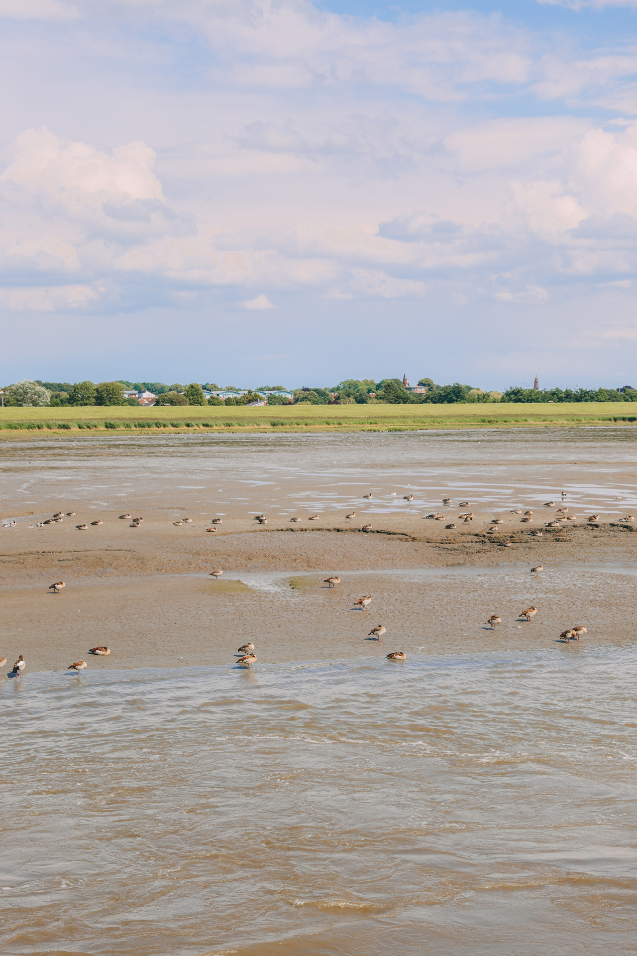 Vögel im Watt auf der Radtour vor Glückstadt