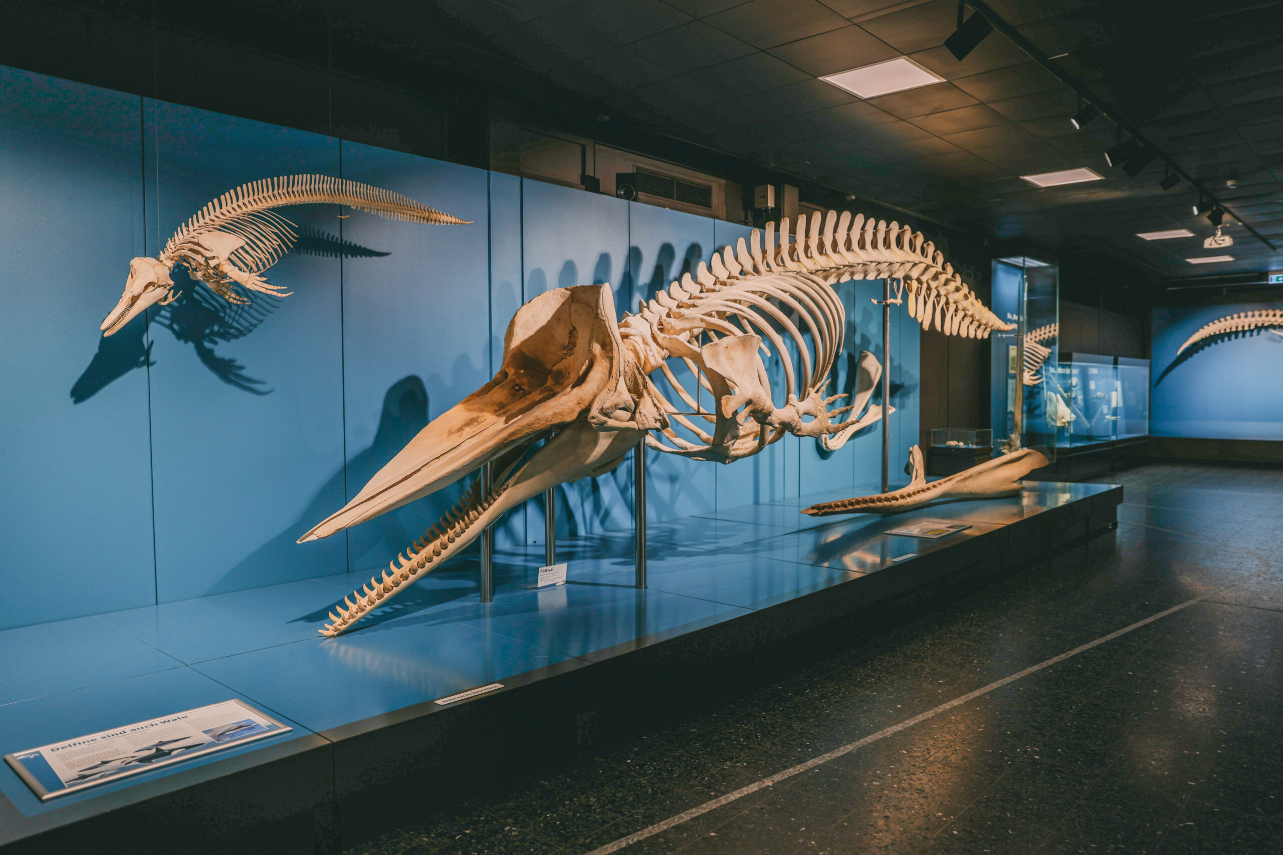 Walskelette im Museum der Natur Hamburg