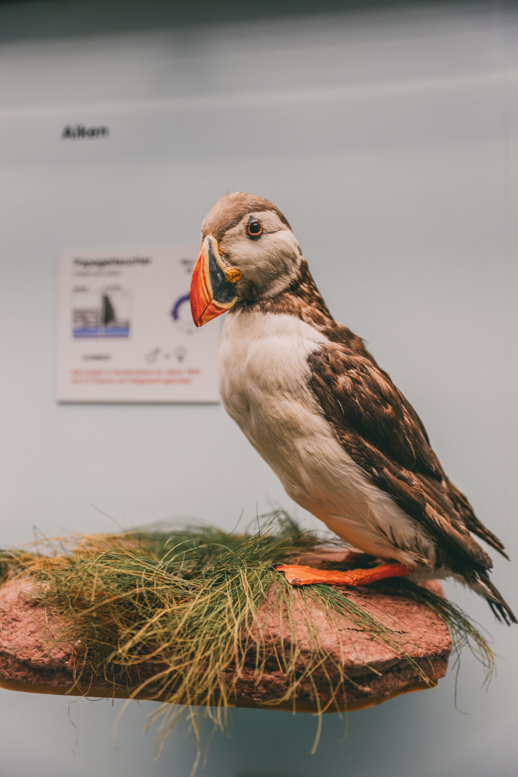 Ein präparierter Papageientaucher im Museum der Natur Hamburg