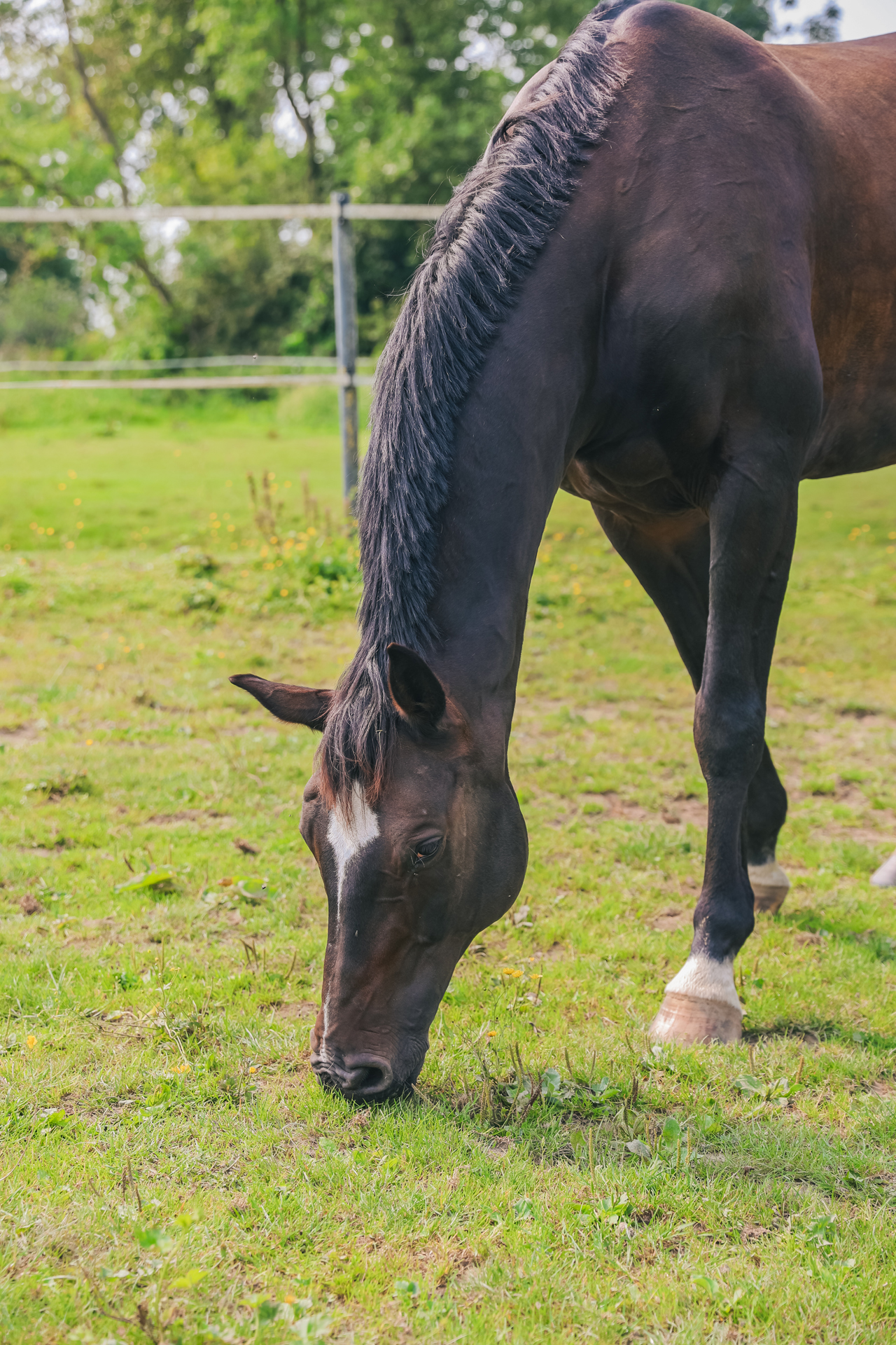 ein Pferd beim Grasen