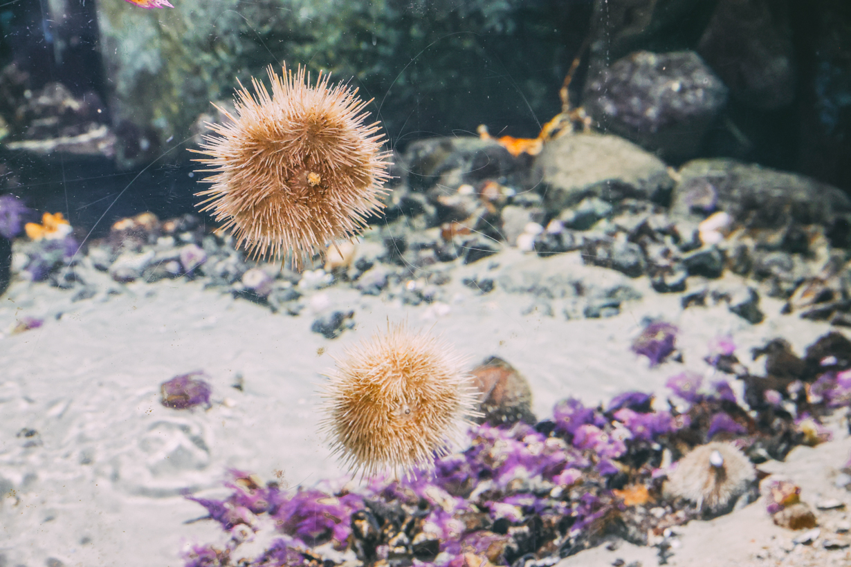 Seeigel im Aquarium Geomar als Tipp an der Kiellinie